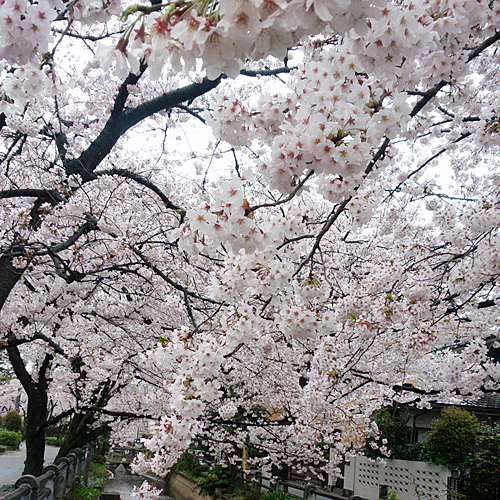 桜