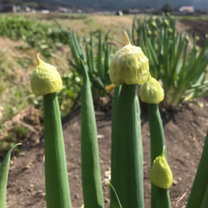 ねぎ坊主